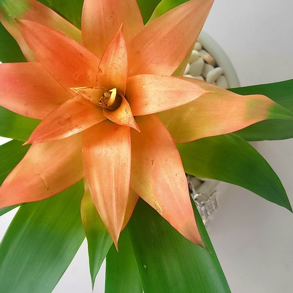 MONEY TREE - Manifest Wealth (Live Plant) - Picture 4 of 8